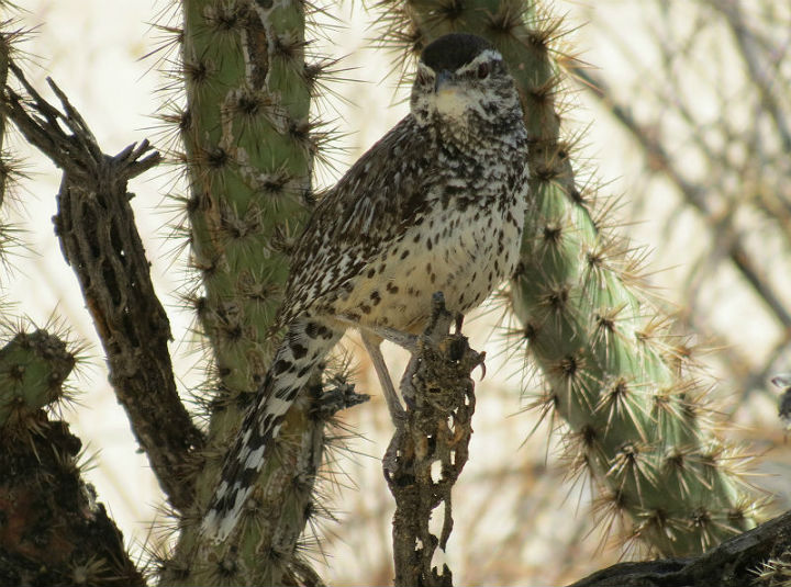 Cactus Wren